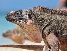 Image result for Bahama Lizard