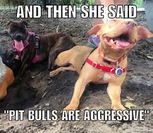 Image result for Pit Look at a Bell Memes Photo