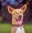 Image result for Laughing Dog