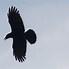 Image result for American Crow