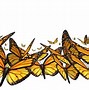 Image result for Butterfly Border Design for Project