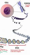 Image result for DNA Allele