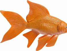Image result for Goldfish Toy