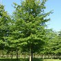 Image result for Quercus palustris Isabel