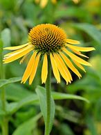 Image result for Echinacea purpurea Harvest Moon ®