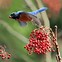 Image result for Taiwan Birds
