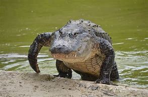 Image result for Alligator Animal