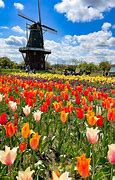 Image result for Tulip Time Festival Holland Michigan