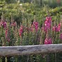 Image result for Growing Snapdragons