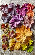 Image result for Coloured Leaf Plants