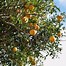 Image result for Clementine Orange Tree