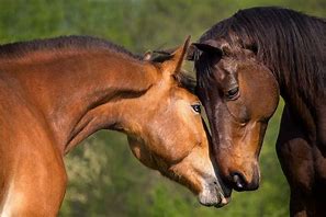 Image result for caballo