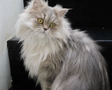 Image result for Kucing Persia
