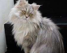 Image result for Free Teacup Persian Kittens