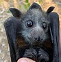 Image result for Flying Fox Pet