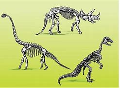 Image result for Biggest Dinosaur Bones