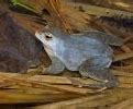 Image result for Long Frog