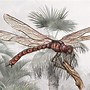 Image result for What Is the Biggest Bug in the World