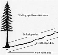 Image result for Tree Measuring Stick