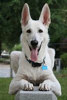 Image result for Dog Pics On iPhone
