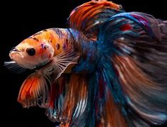 Image result for World's Biggest Betta Fish