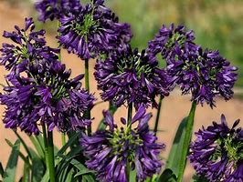 Image result for Agapanthus BlackJack