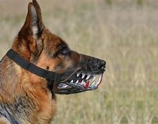 Image result for Dog Muzzle with Teeth