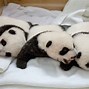 Image result for Really Cute Baby Pandas