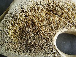 Image result for Bone Texture deviantART
