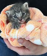 Image result for 1 Week Old Gray Kittens