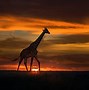 Image result for Colorful Giraffe Backgrounds