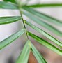 Image result for Bamboo Palm