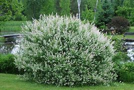 Image result for Salix integra Hakuro-nishiki