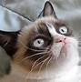 Image result for Angry Persian Cat