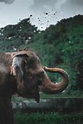 Image result for Africa Zoo Background Unsplash