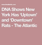 Image result for New York Rat Meme