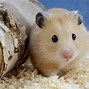 Image result for What Is the Biggest Hamster