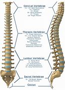 Image result for Spinal Cord Dissection