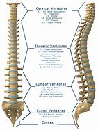 Image result for Spinal Cord and Vertebrae Anatomy