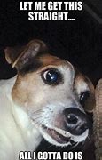 Image result for Dog Looking Awkward Meme