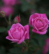 Image result for Hermosa Rose