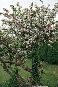 Image result for Apple Tree in Blossom