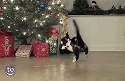 Image result for Cat Christmas Lights Memes Funny