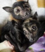 Image result for Bats Are Cute