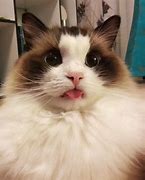 Image result for Crazy Cute Kittens