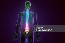 Image result for Spinal Cord Vertebral Column