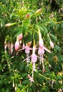 Image result for Fuchsia magellanica molinae