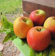 Image result for Enchanted Apple