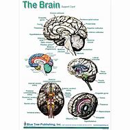Image result for Brain Anatomy Poster