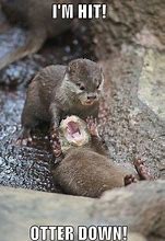 Image result for Happy Meme Baby Otter
